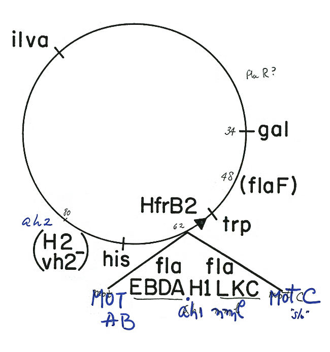 plasmid map 2